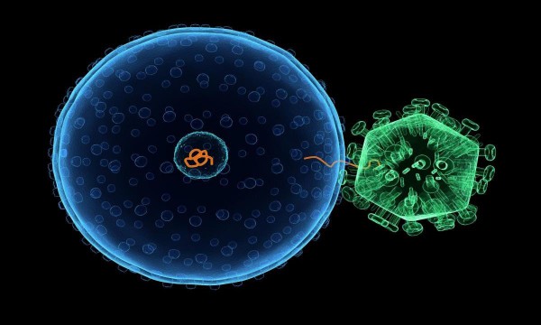 Учеными получен тандем антител, эффективно подавляющих все типы штаммов ВИЧ-1